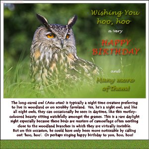 A "Birthday" e-Card - LONG EARED OWL