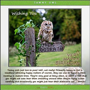 A "Birthday" e-Card - TAWNY OWL LOVES TO POSE