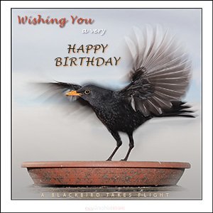 A "Birthday" e-Card - A BLACKBIRD TAKES FLIGHT