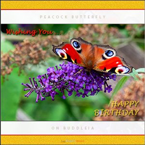 A "Birthday" e-Card - Peacock Butterfly - A JEWEL OF NATURE