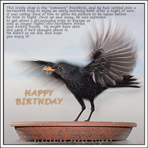 A "Birthday" e-Card - A BLACKBIRD TAKES FLIGHT