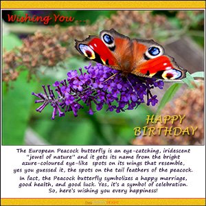 A "Birthday" e-Card - Peacock Butterfly - A JEWEL OF NATURE