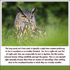 A "Blank" e-Card - THE LONG EARED OWL