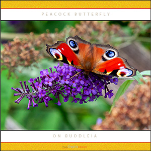 A "Blank" e-Card - THE PEACOCK BUTTERFLY - ALL THOSE BLOOMS!