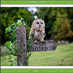 A "Blank" e-Card - A "Best Friends" e-Card - with Fine Art Photographic Image of TAWNY OWL LOVES TO POSE