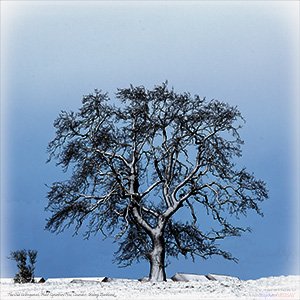 A Fine Art "BLANK" e-Card - IN WINTER'S EMBRACE