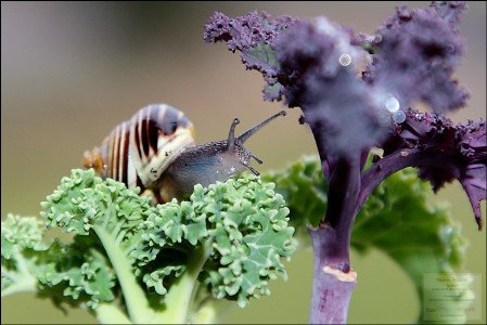 JIGSAW - Garden Snail