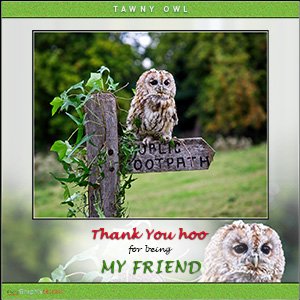 A "Best Friends" e-Card - with Fine Art Photographic Image of TAWNY OWL LOVES TO POSE