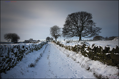 BUY NOW! FOOTSTEPS IN THE SNOW - FINE ART PRINT