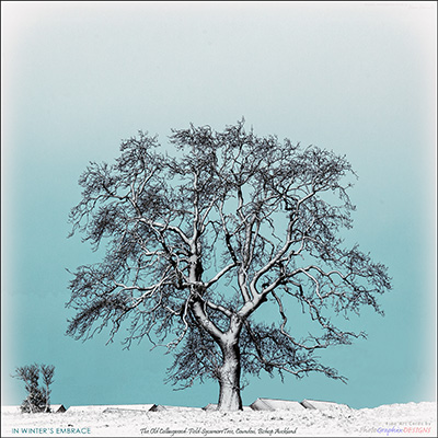 BUY NOW! IN WINTER'S EMBRACE - FINE ART PRINT