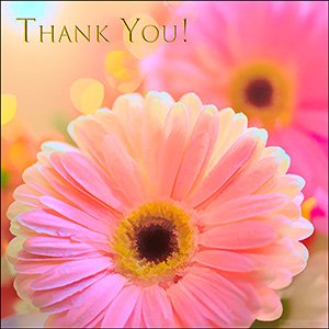 A THANK YOU e-CARD "PINK GERBERAS"