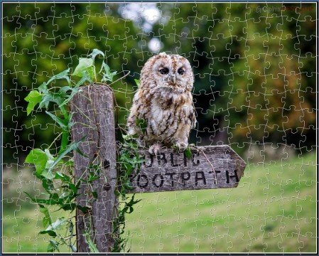 JIGSAW - Tawny Owl